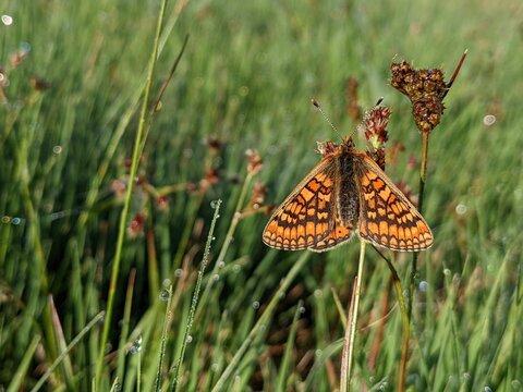 Closeup shot of a marsh fritillary (Euphydryas aurinia) butterfly sitting on a plant in a field