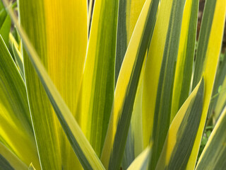 variegated iris flag
