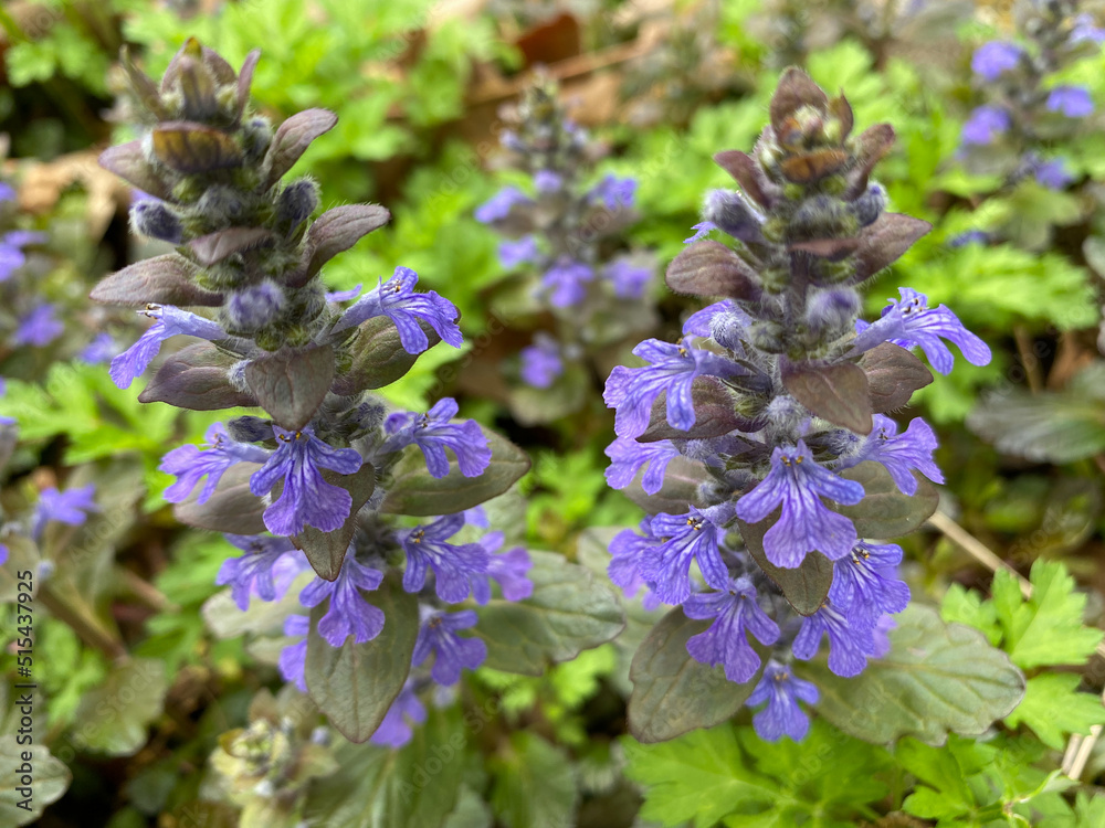 Wall mural ajuga flowers