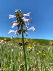 blue sky and flowers