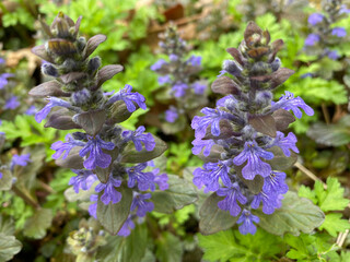 Ajuga flowers