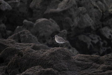 Sanderling resting on the sea cliffs