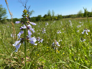 flowers in the meadow