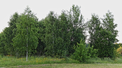 Obraz premium Green birch trees in the forest Park at summer day. Beautiful East European natural landscape