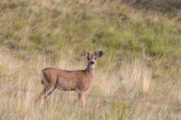 Mule Deer Herd