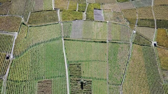 Tilt up, lavaux vineyards, Cully town, and the geneva lake, Vaud, switzerland, aerial drone view