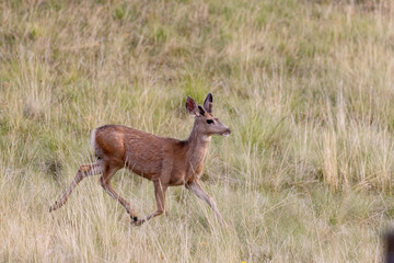 Mule Deer Herd