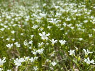 white flowers in the grass