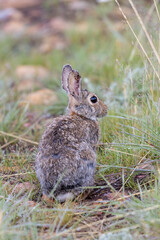 Bunny Rabbit