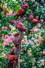 Lory Birds at Taman Safari Zoo, Indonesia