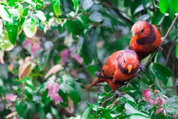 Lory Birds at Taman Safari Zoo, Indonesia