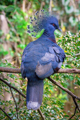 Taman Safari Zoo Animals