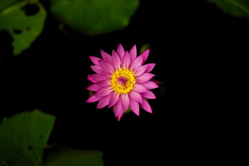 Top view of blossom pink lotus grows in the pond with blurred water and leaves in background....