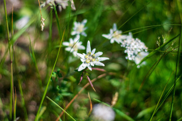 the beautiful edelweiss, white as snow