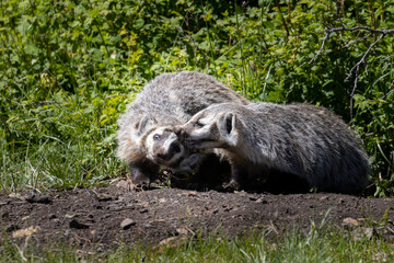 Fototapeta premium Badgers in the Pike National Forest
