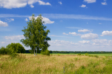 Two birch trees in a field.