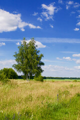 Two birch trees in a field.