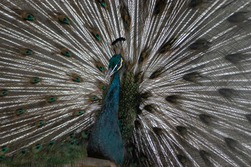 beautiful colored peacock posing for a close up portrait