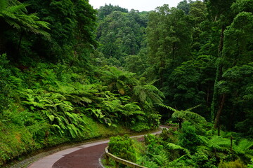 Caldeira Velha park in Sao Miguel, Azores islands, Portugal