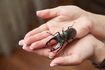 Large stag beetle in the hands of a woman