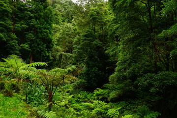 Fototapeta na wymiar Deep azores forest