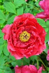 Deep red peony flower with bright yellow stamens, set against lobed leaves