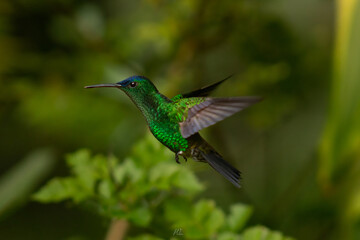 Fototapeta premium Indigo-capped hummingbird in flight