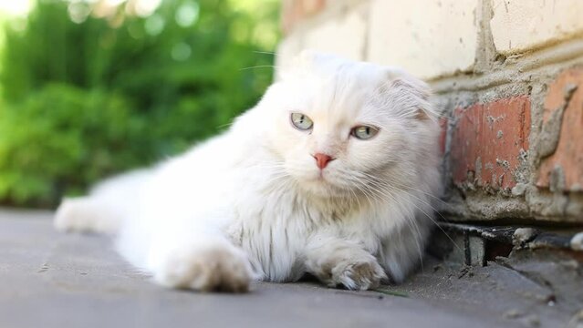 Scottish Fold cat white with large blue eyes, lying in the yard, looking into the camera