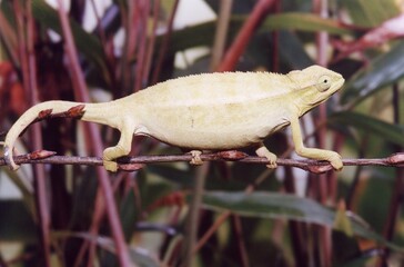Lizard on a branch