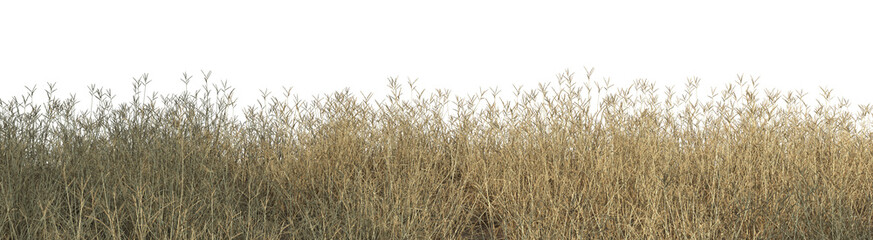 Panorama view grass on a white background