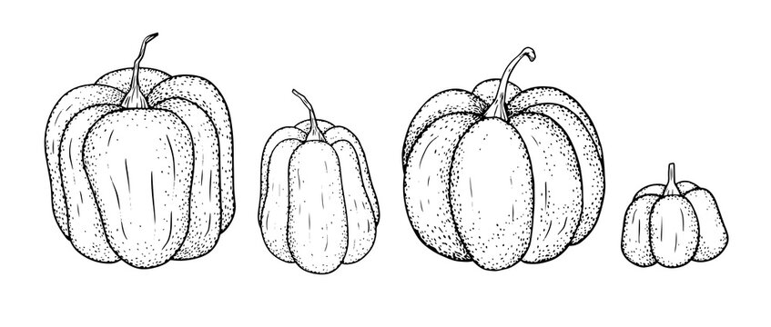 Set of different pumpkins. Linear black and white collection with autumn vegetables