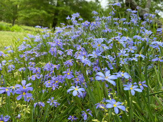 blue-eyed grass