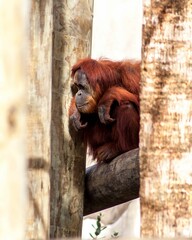 View of a beautiful orangutan at the New Orleans Zoo
