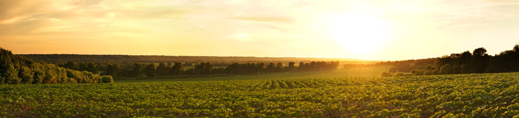 Panoramic view of the sunset in the field, Ukraine - 515445360