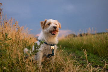 Jack Russell Terrier. Cheerful fluffy domestic dog playing in the field - 515445361