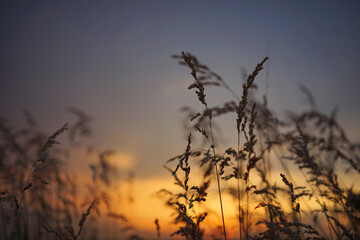 Summer grass at sunset. Flowers silhouette against orange sky - 515445363