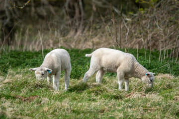 Obraz na płótnie Canvas cute white lambs grazing in the spring sunshine
