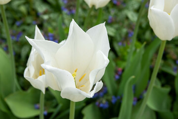 beautiful white tulips in the spring