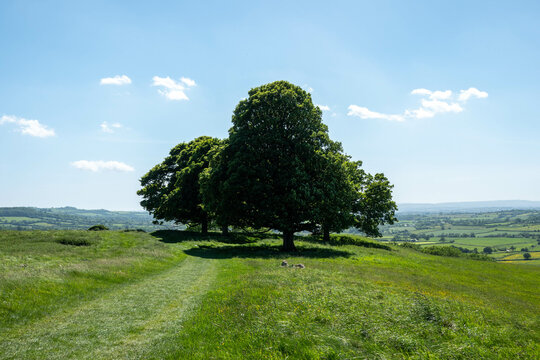 View Of Trees And Countryside From The Cotswold Way National Trail At Dyrham England	
