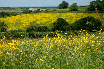 view of fields of buttercups from The Cotswold Way footpath	