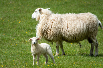 Naklejka na ściany i meble white woolly ewe with her cute lamb