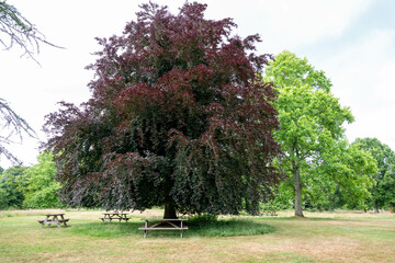 beautiful copper beech tree with purple leaves surrounded by picnic tables in the countryside - obrazy, fototapety, plakaty