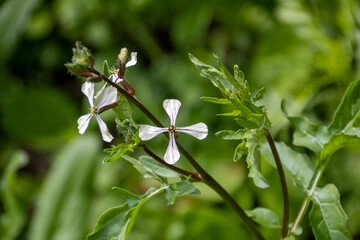 creamy white flowers of rocket eruca vesicaria with a blurred green background