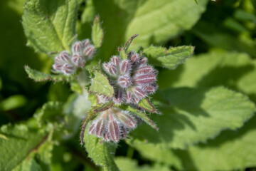 borage also known as starflower an annual herb in the flowering plant family boraginaceae native to the Mediterranean region