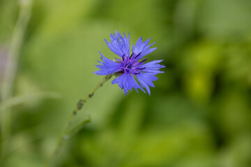 bright blue flower of the cornflower also known as bachelor's button with a blurred green background