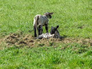 cute black and white lambs one lying down and one standing