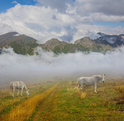 white horses graze on mountain pasture