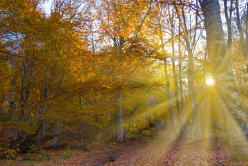 autumn forest in light of sparkle sun