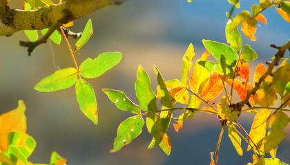 closeup red autumn tree branch, natural seasonal background