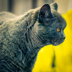 Close-up portrait in profile of a senior British shorthair cat, selective focus.